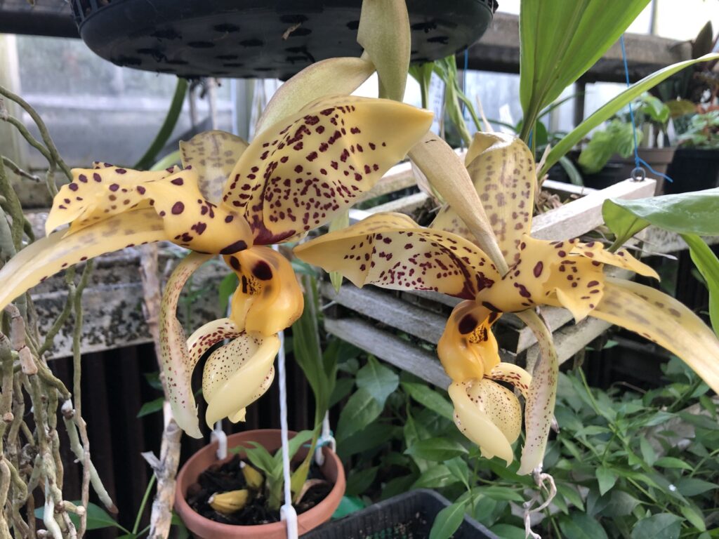 Comment entretenir ses orchidées ?