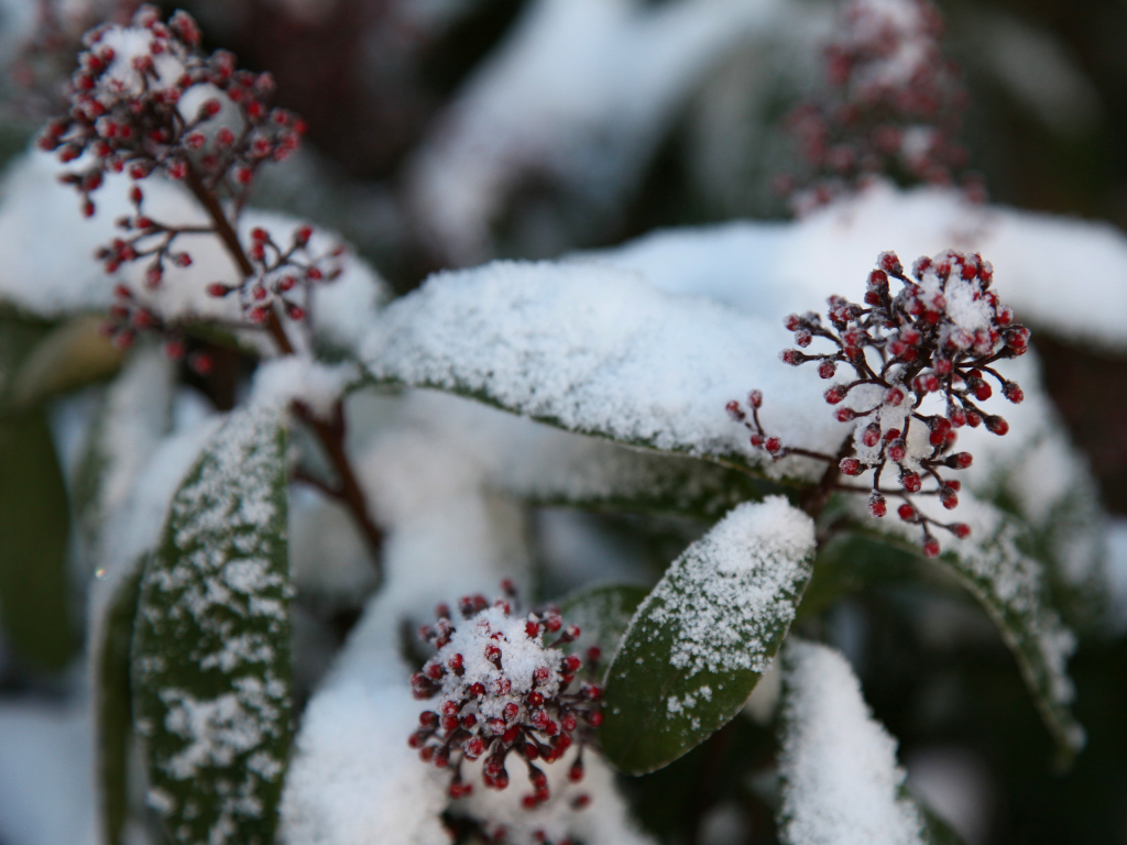 Comment protéger ses plantes d&rsquo;extérieur en hiver ?